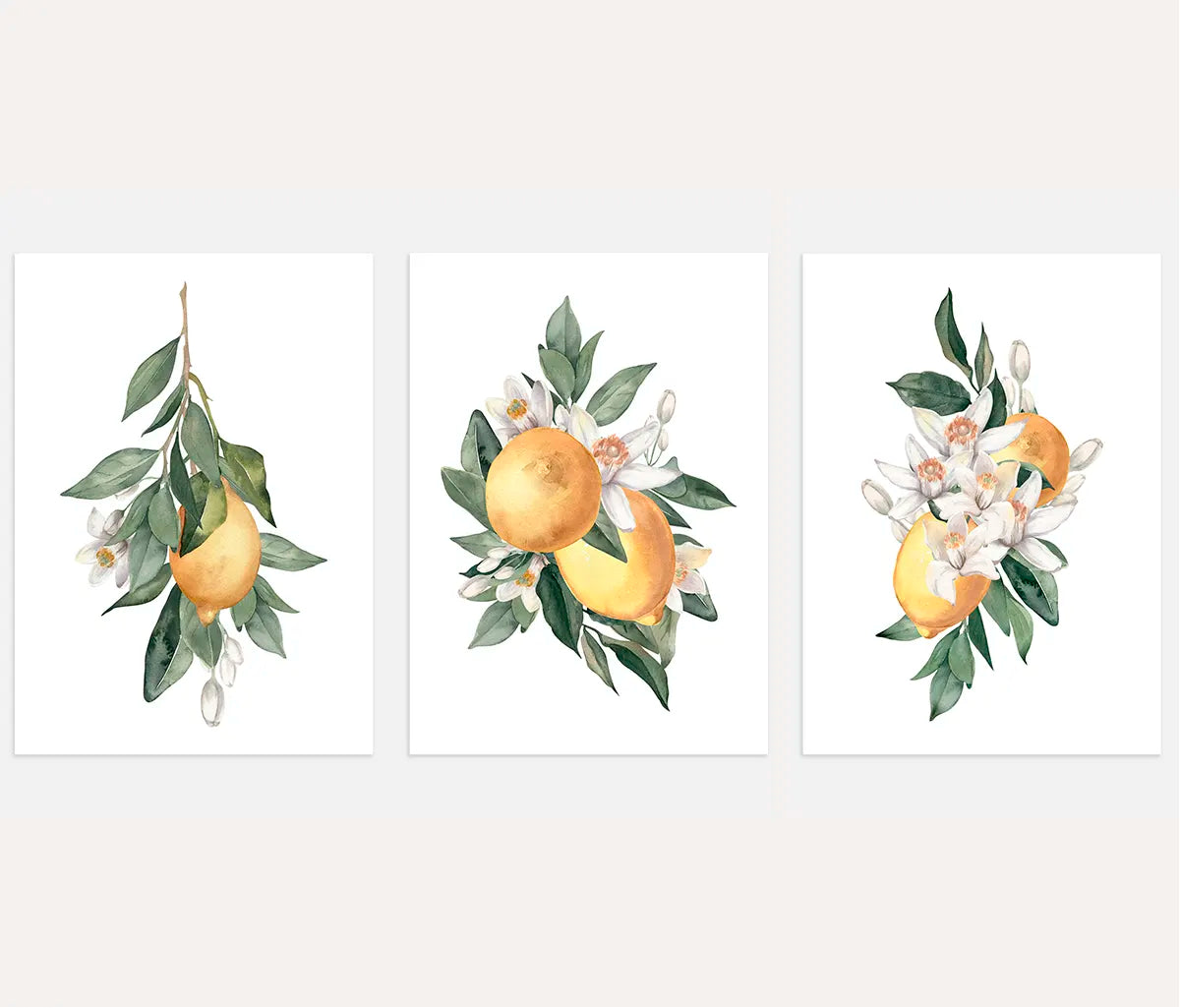 Lemon Blossom Botanical Art Prints – Watercolor Citrus Set of 3