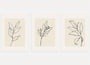 beige minimal leaf poster set wall art for living room decor